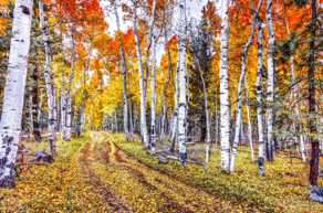 Road in the Aspens 2-4337.jpg Road in the Aspens 2-4337.jpg